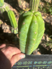 💎👑🌶️🌶️ KR04 — 7” Tip