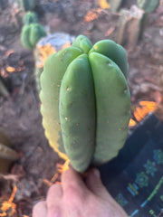 💎👑💎🌶️ Ferah — Fat 8” Pup
