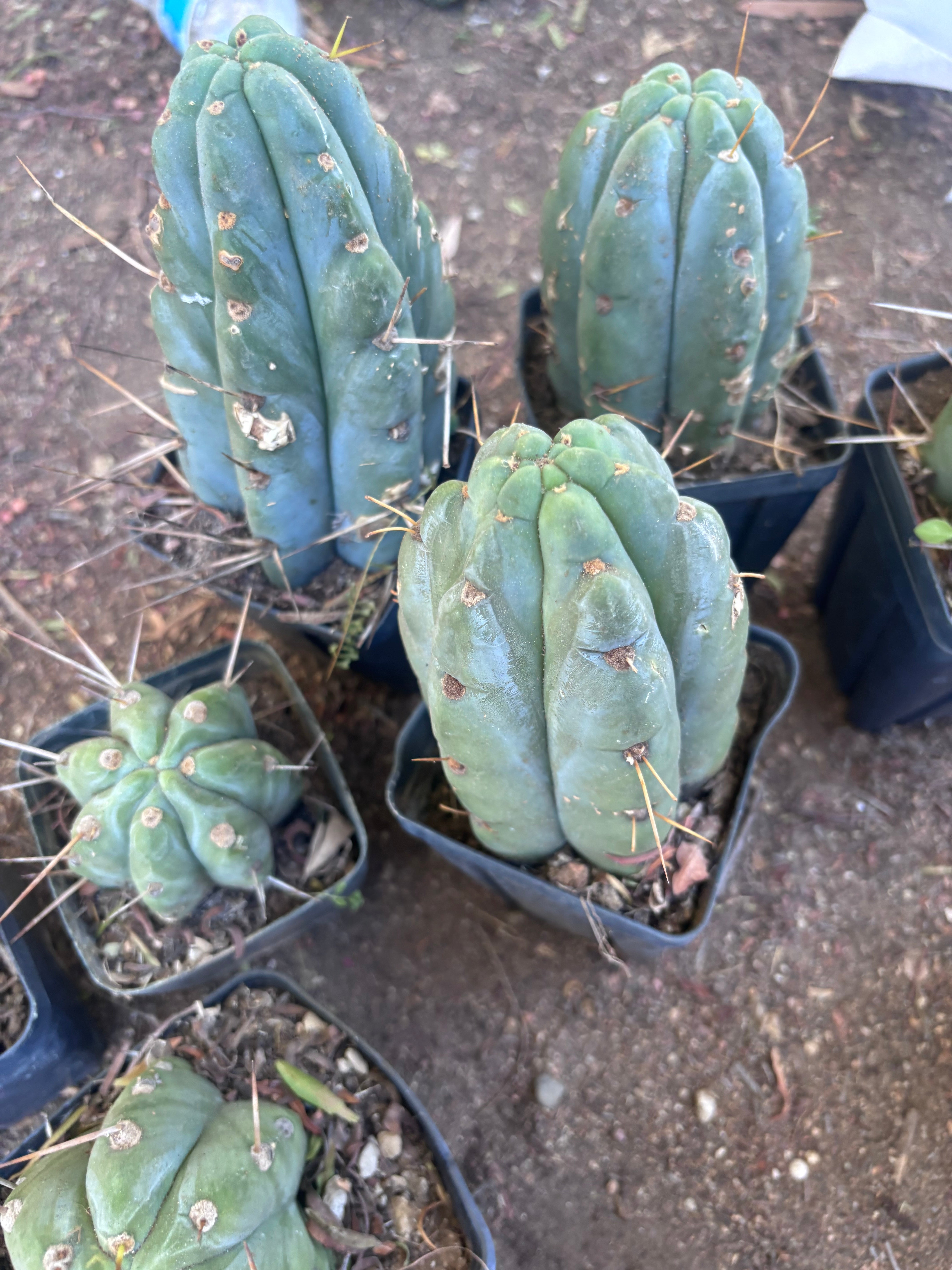 👑🌶️ Jiimz Strong Spine — Rooted Tips