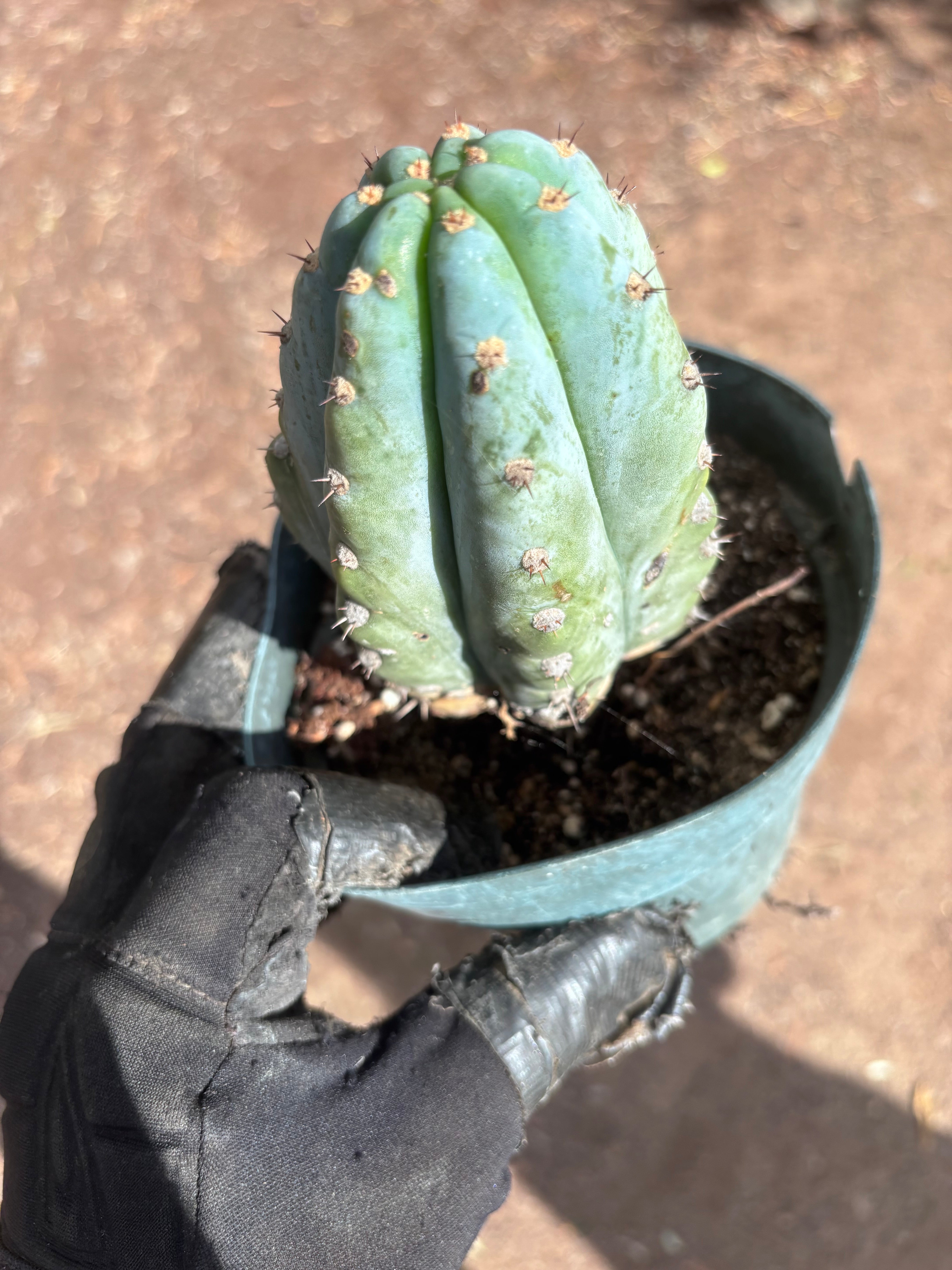 💎👑 Althea — Fully Rooted Chonk Tip