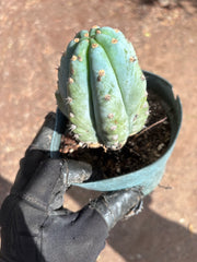 💎👑 Althea — Fully Rooted Chonk Tip