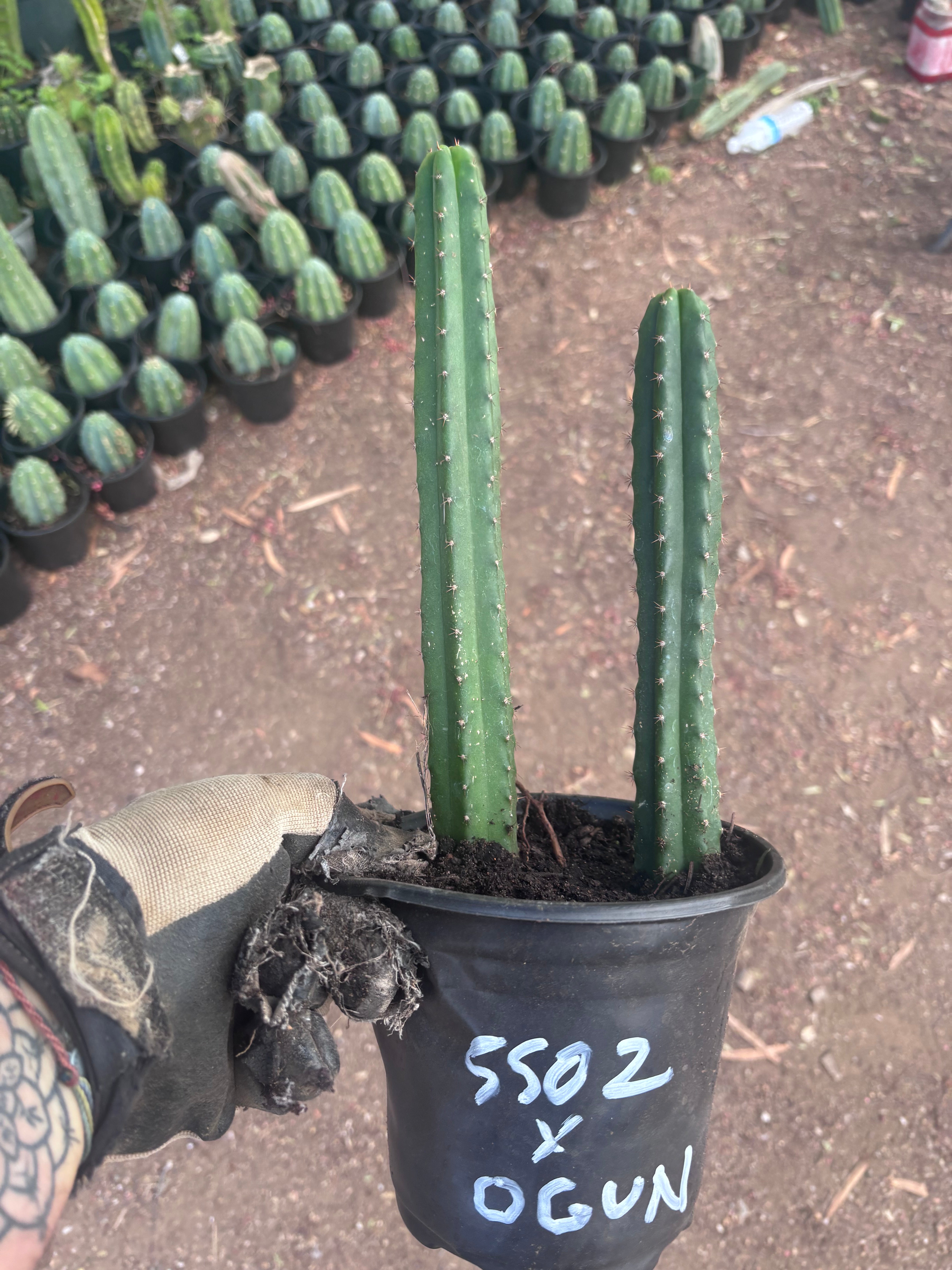SS02 x Ogun — 2 Yearlings