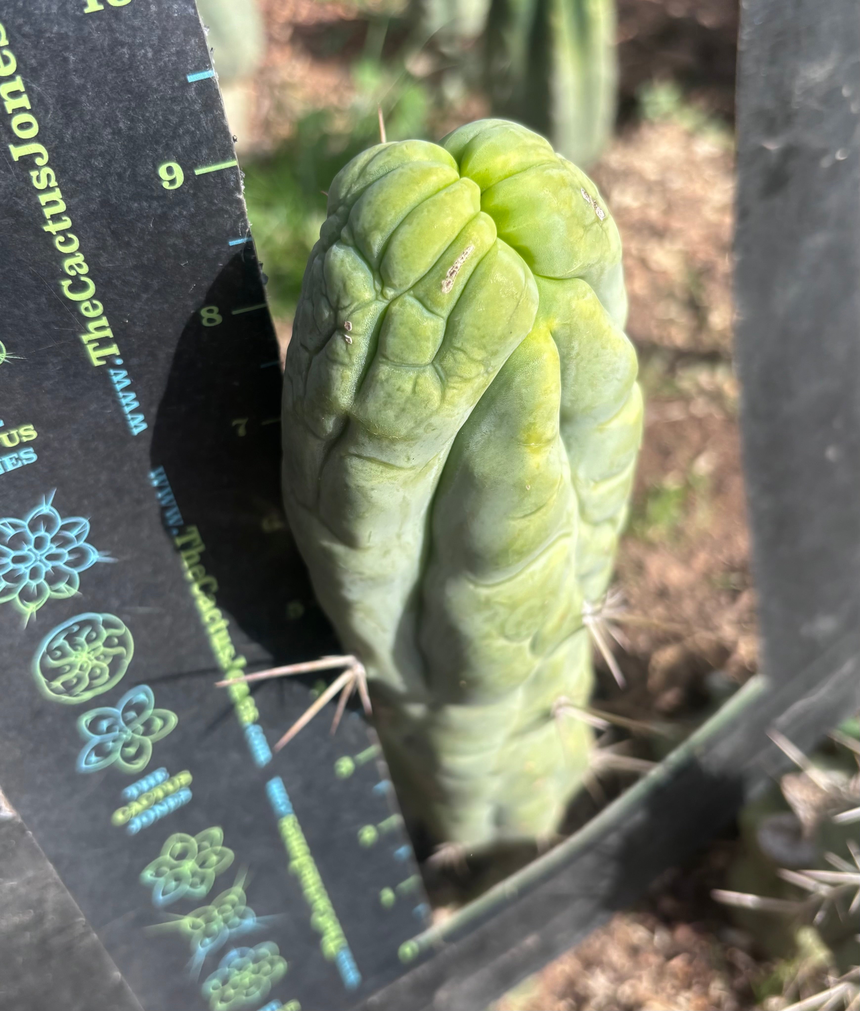 💎👑🐉 Bruce’s Dragon — 9” Tip