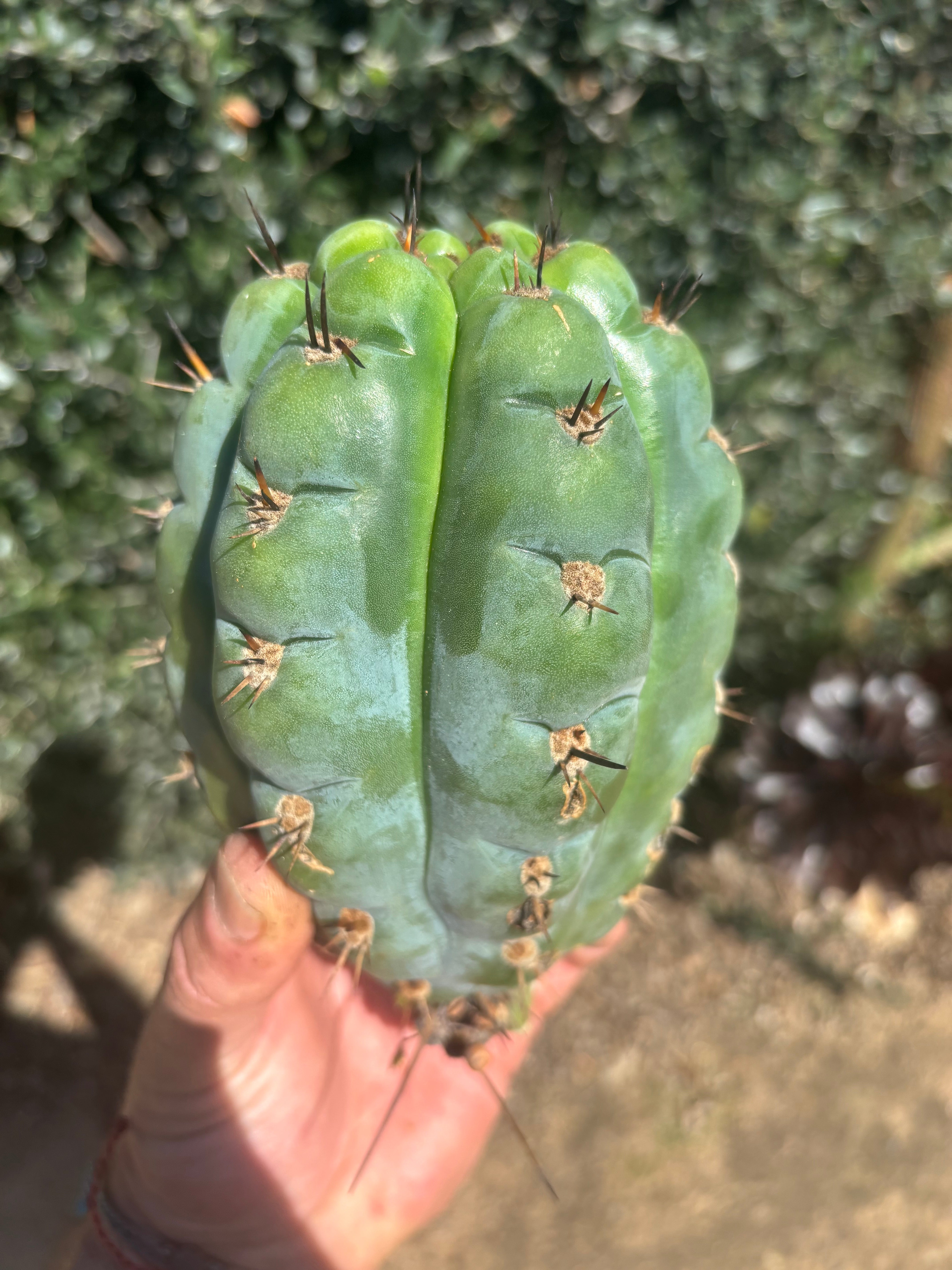 💎👑💎 Papa Smurf — Fat 8” Pup