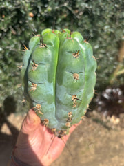 💎👑💎 Papa Smurf — Fat 8” Pup