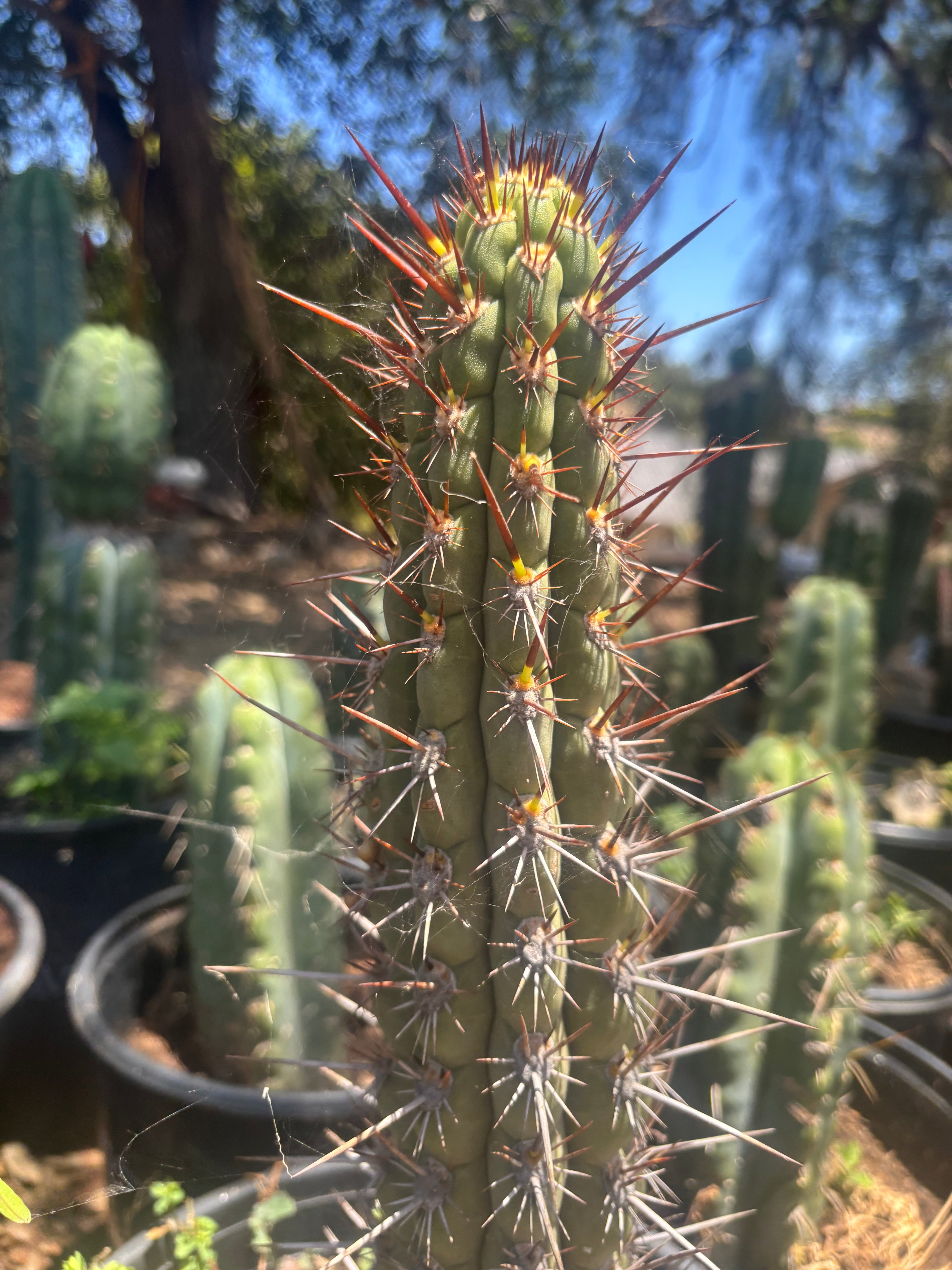 💎👑💎 T. Deserticola — 8” Tip