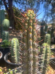 💎👑💎 T. Deserticola — 8” Tip