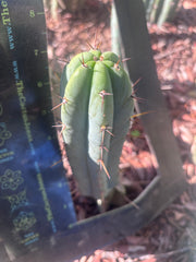 👑🌶️🌶️ Pala! — The Sunday Pup