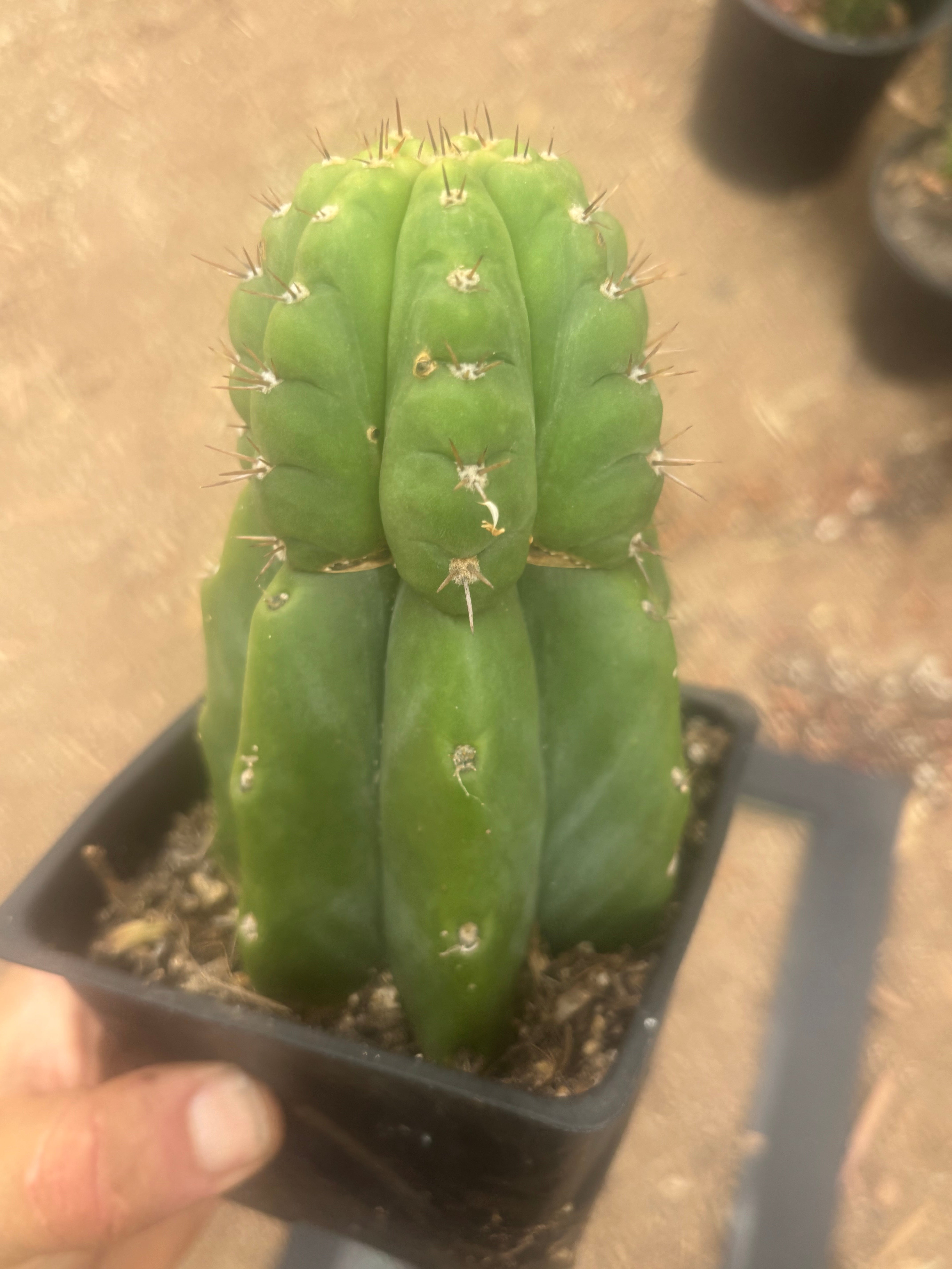 💎👑💎 Parque de Leyendes —BK08611.4 Clone A —  “Work of Art” Tip Graft on Rooted Stock