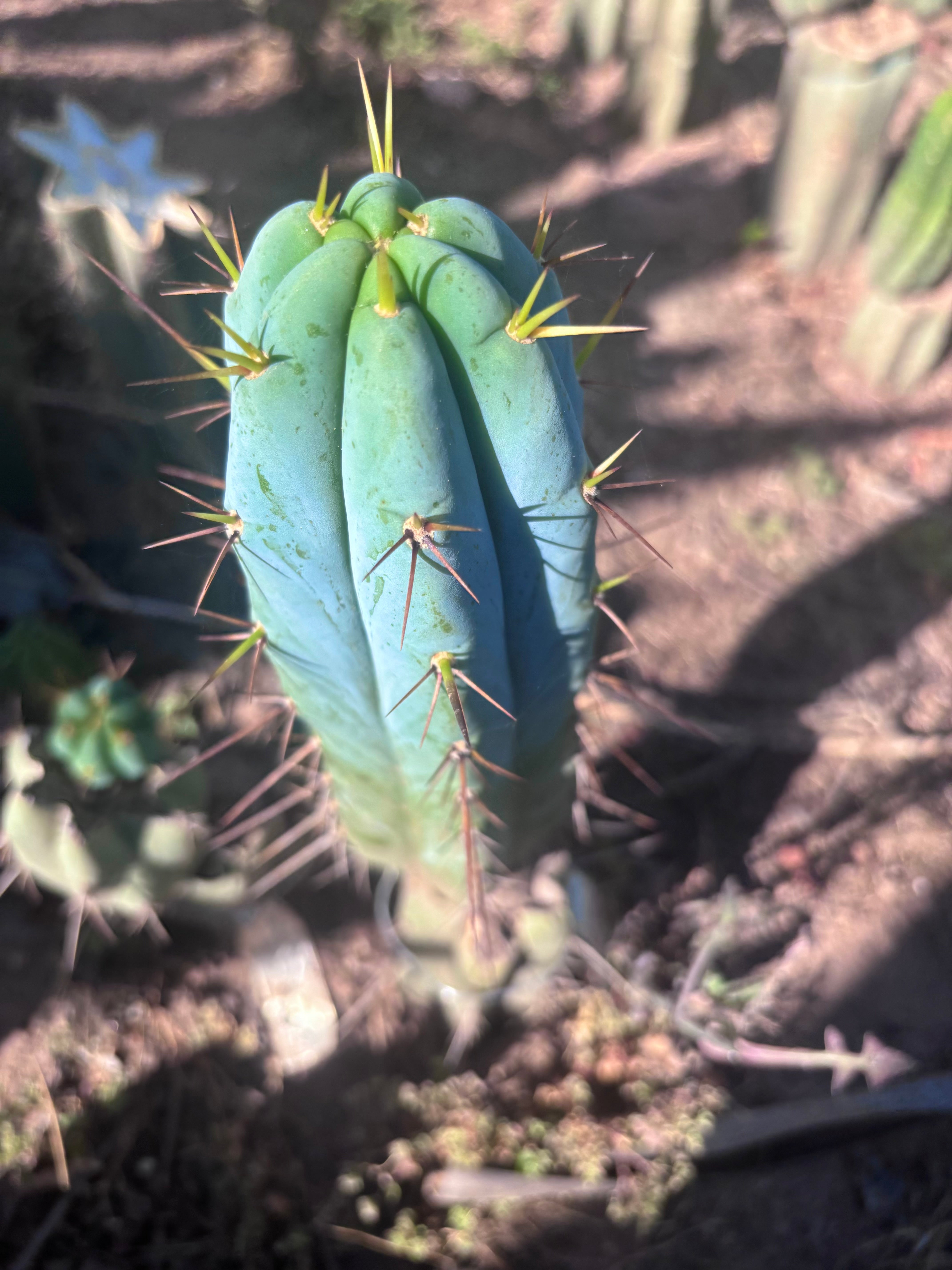 👑💎🌶️ Bluejones  — Flawless 10” Pup