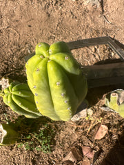 👑🌶️ Maipu — Chonky 10” Pup