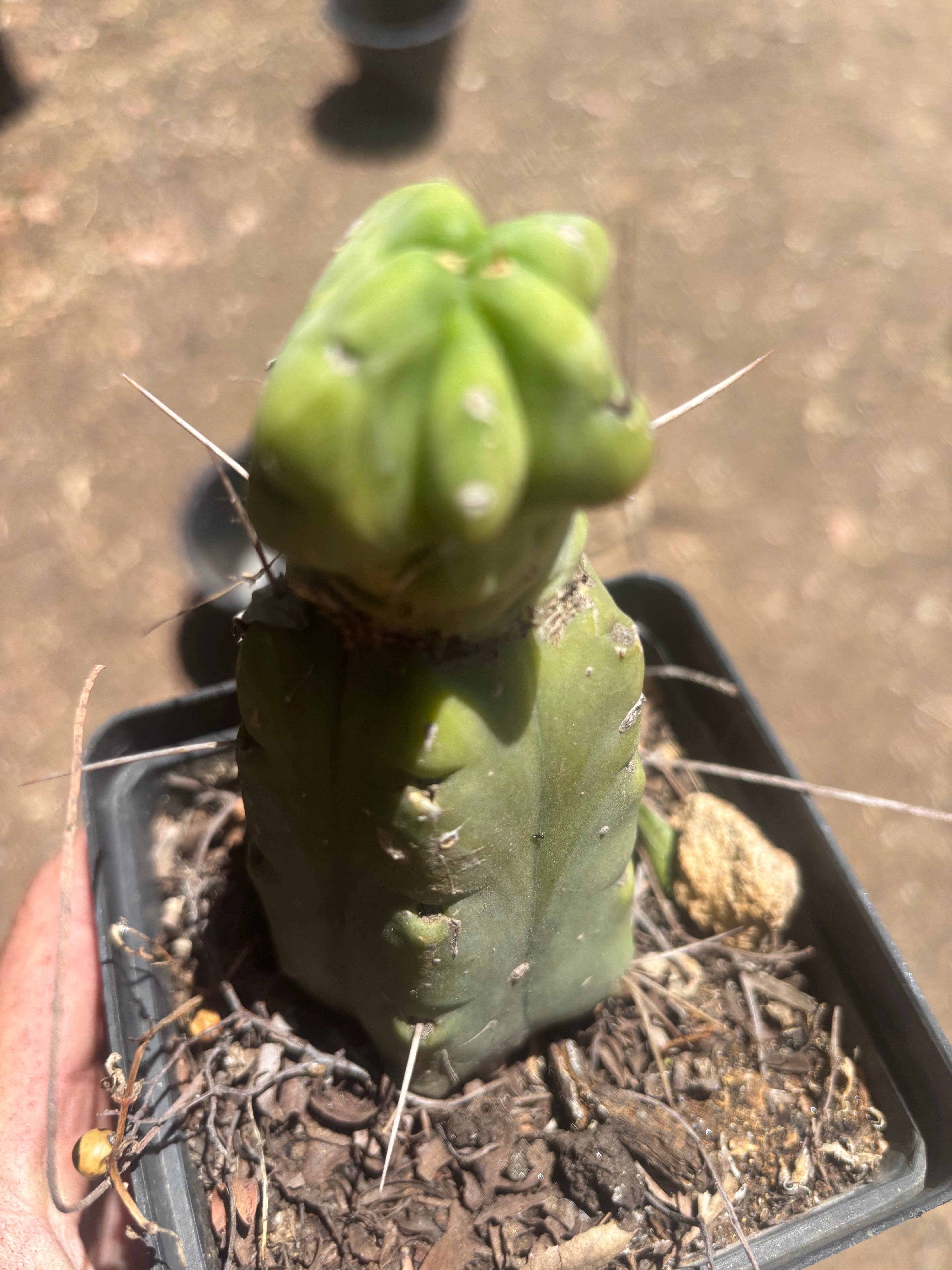 👑🌶️🌶️ Dulzura Wax — Small Rooted Tip