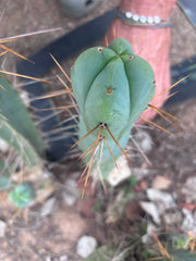 💎👑🌶️  La Paz  — 10” Fourwang Pup