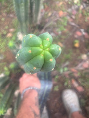 👑🌶️ Blue Ecuador — 14” Tip