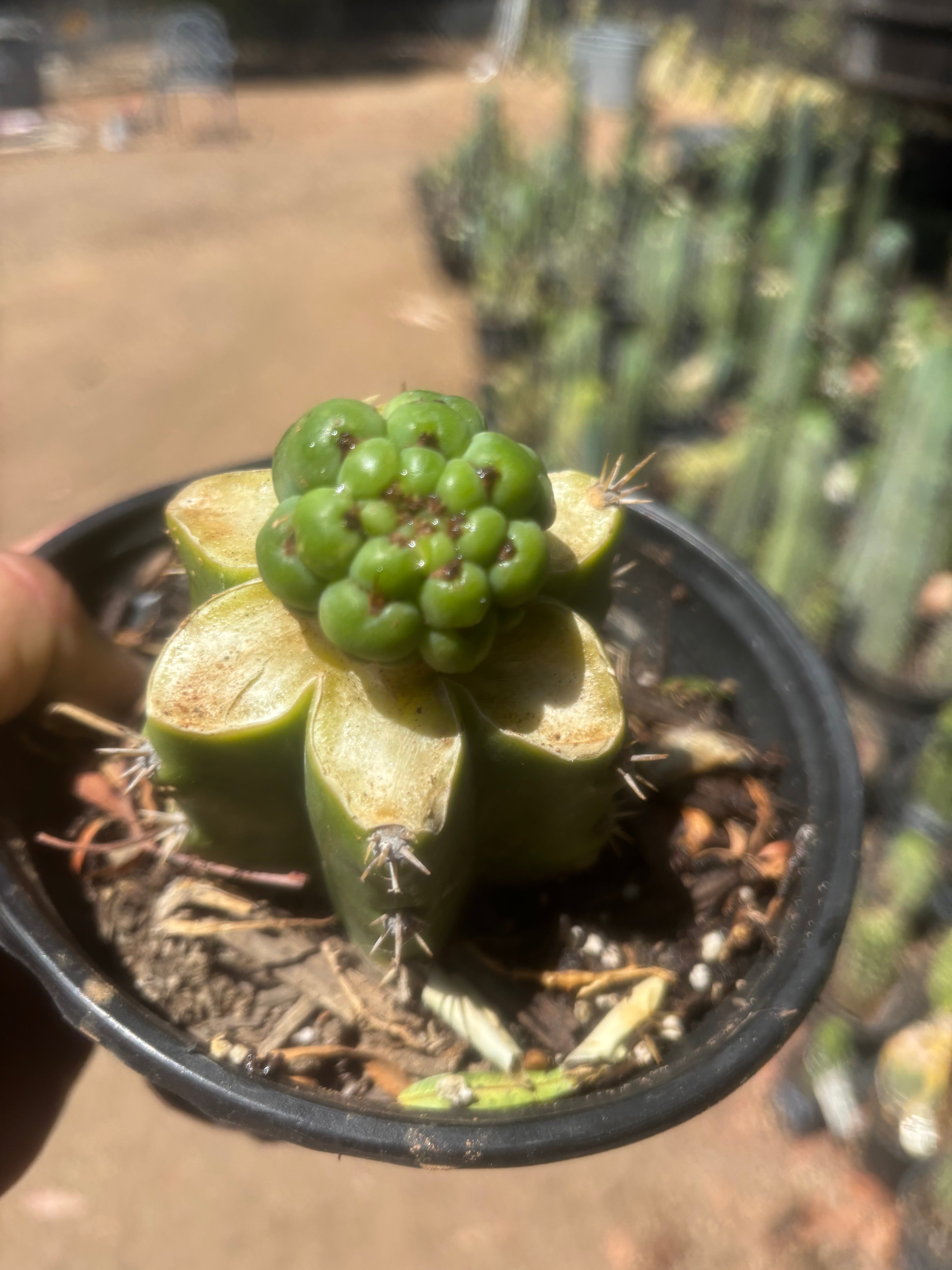 💎👑💎 Havran — Pup Graft on Rooted PC
