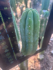👑🌶️🌶️ Ogun — 10” Pup