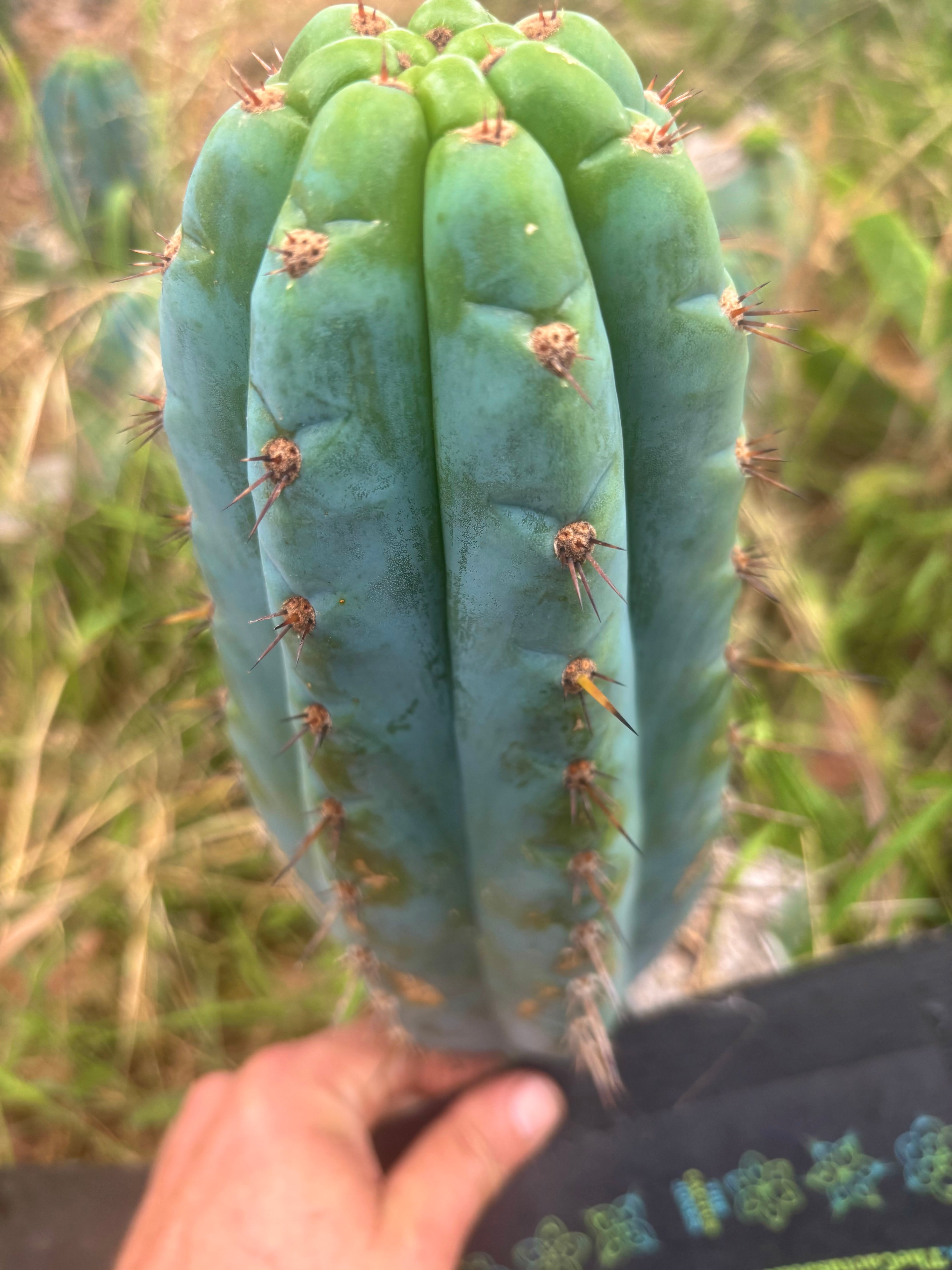 💎👑💎 Papa Smurf — XL Beefy 11” Pup