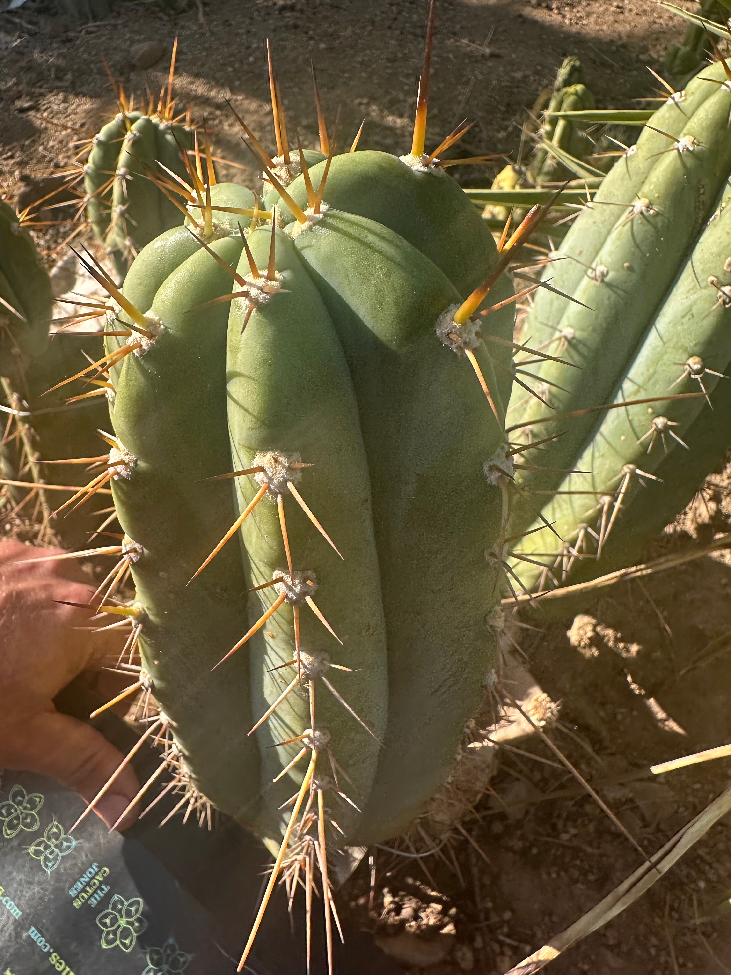 💎👑🌶️ CGG — 12” Melon