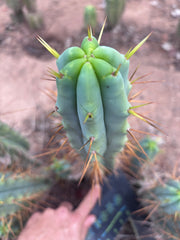 👑🌶️ Medicine Man — XL 14” Tip