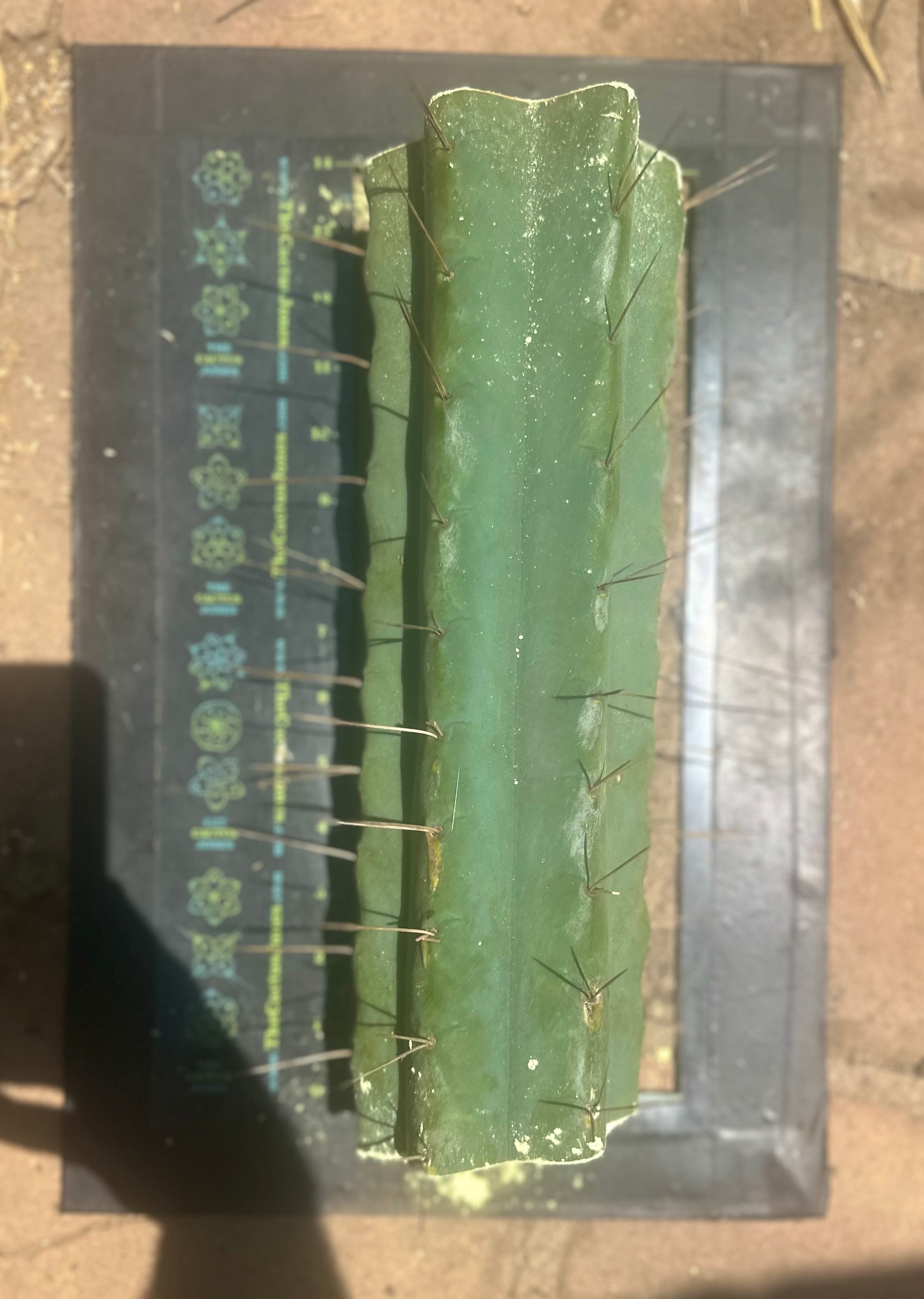 👑🌶️🌶️ Eileen — Max Thickness 14” Mid Cuts