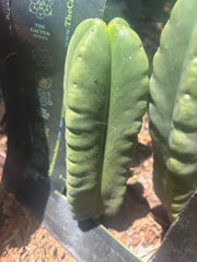 💎👑🌶️ Ferah — 8” Fourwang Pup