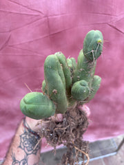 👑🌶️🌶️  TBM Clone B — XL Rooted