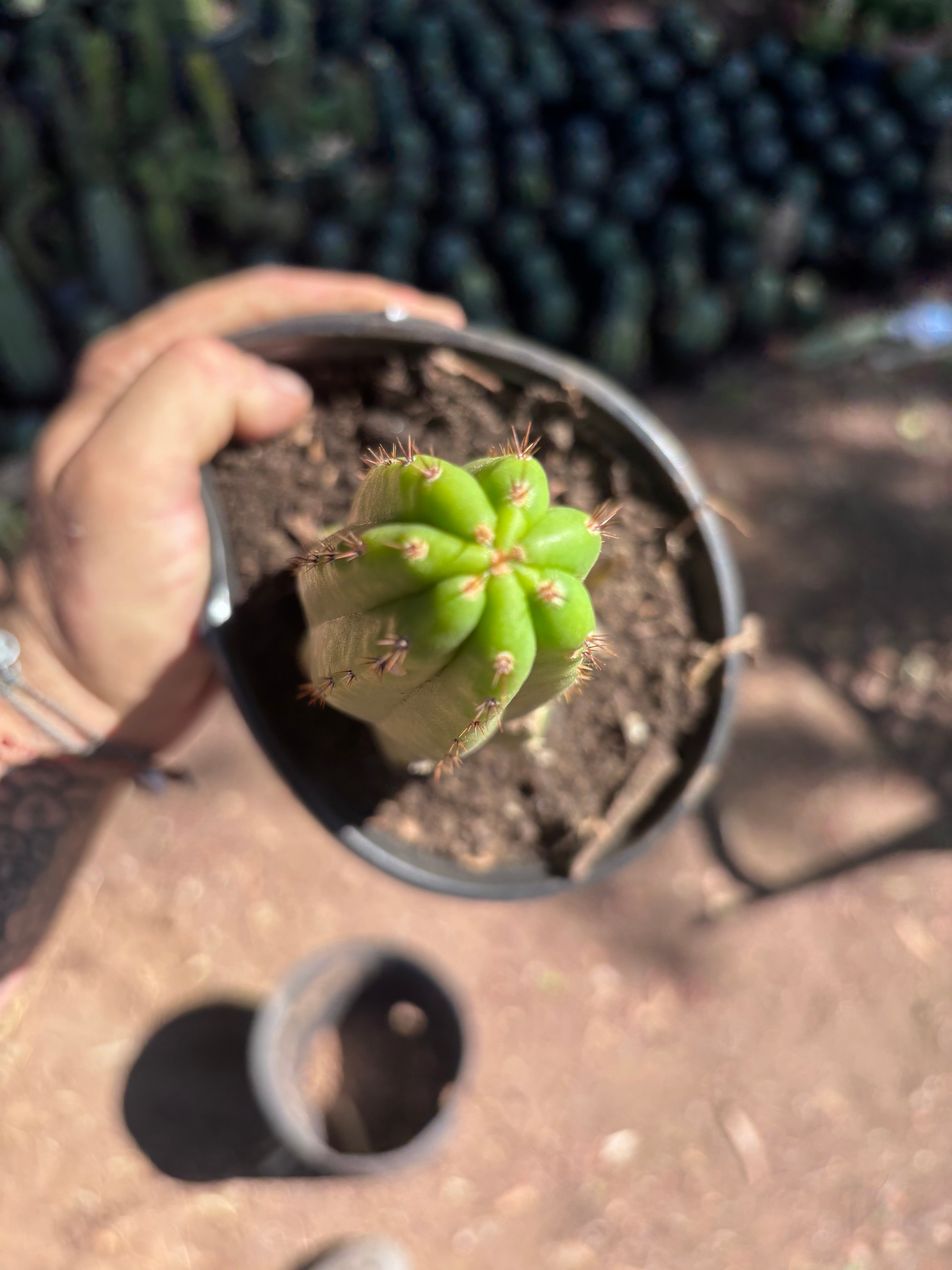 👑🌶️🌶️ KR04 — Another Rooted Slab Graft w/ Pup