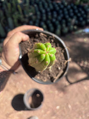 👑🌶️🌶️ KR04 — Another Rooted Slab Graft w/ Pup