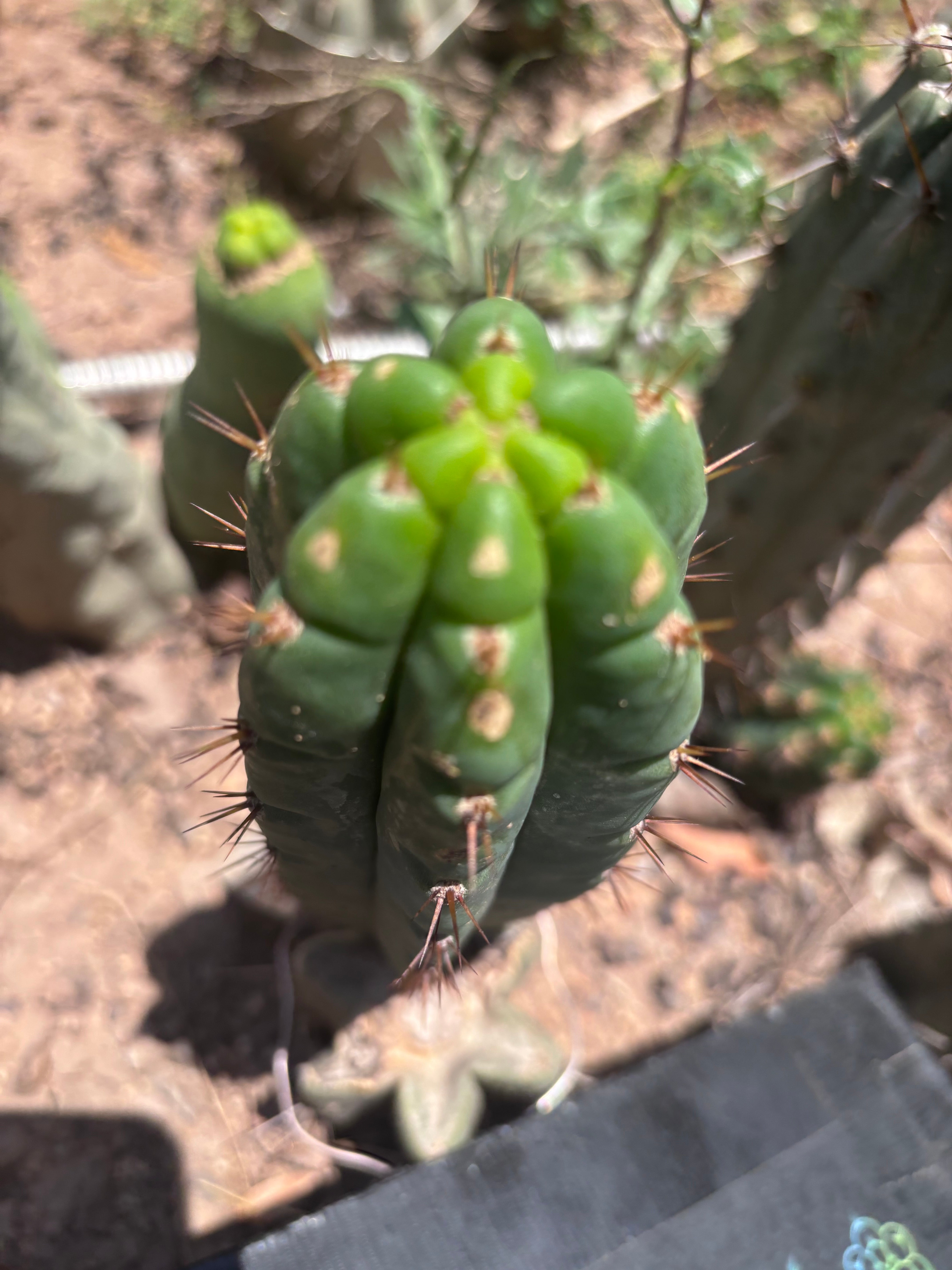 💎👑🌶️🌶️ Austy’s Bomb — 7” Pup