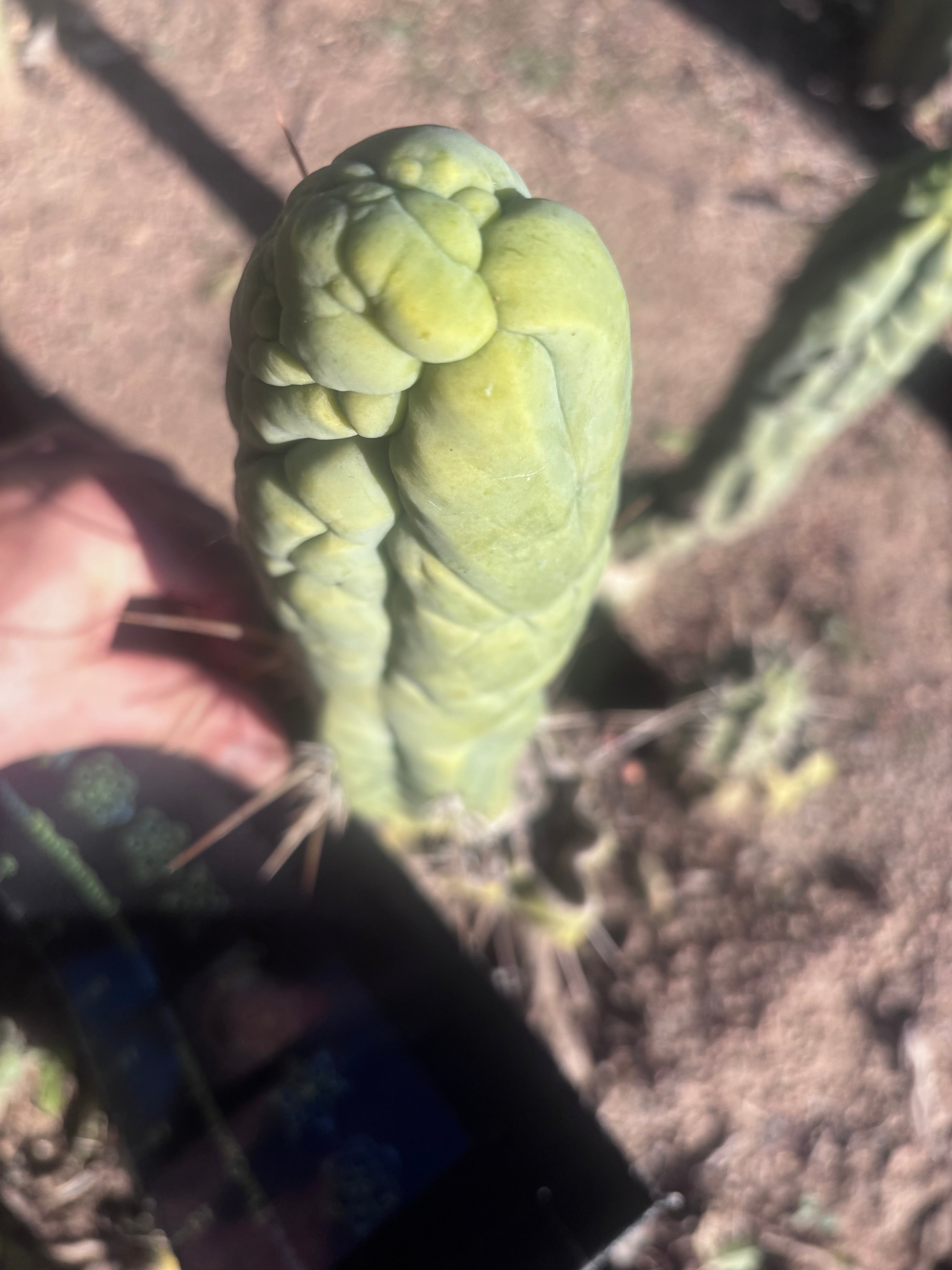 💎👑 Bruce’s Dragon — 8” Tip