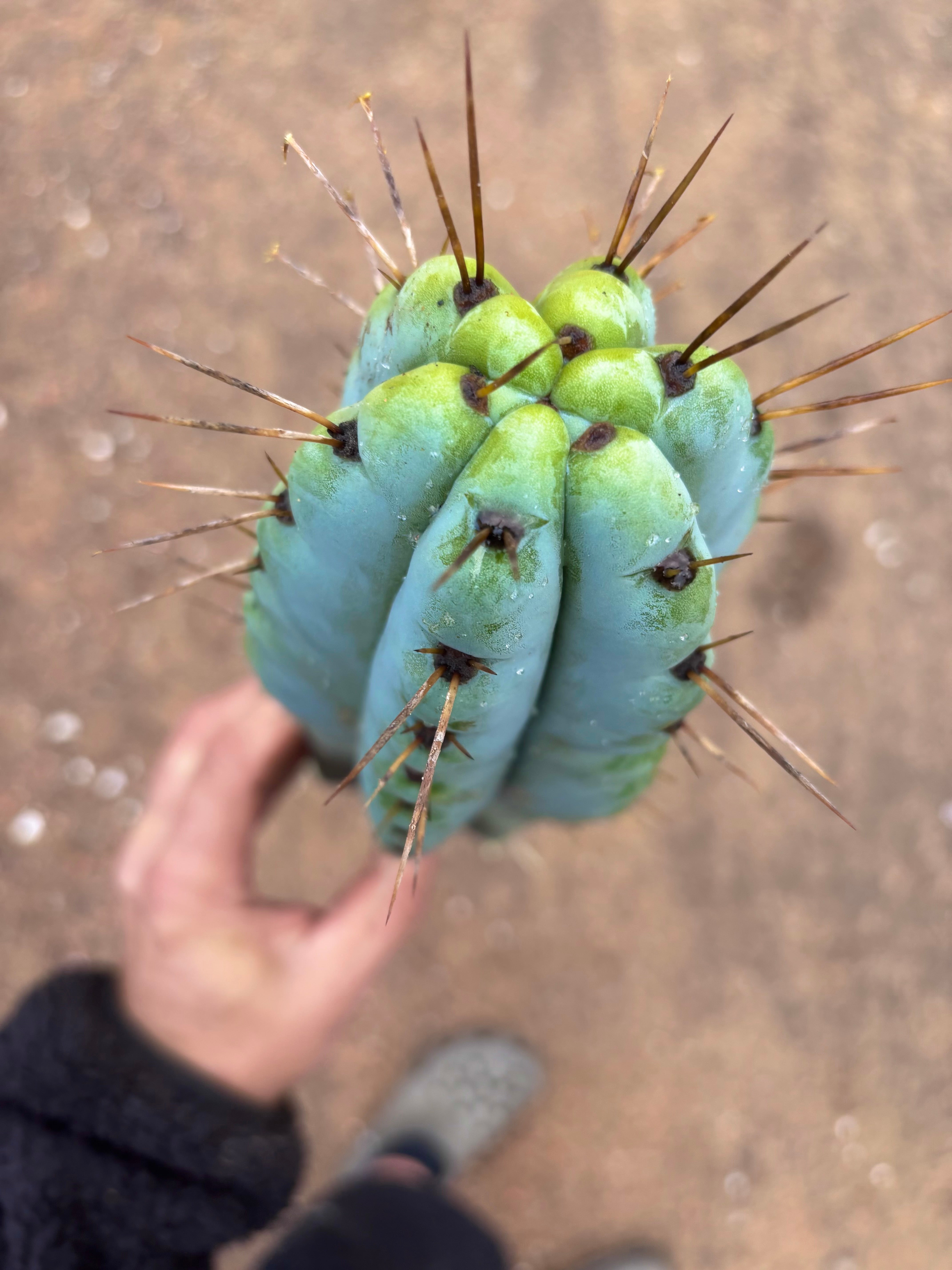 💎🌶️ Noid of the Moment — XL 14” Tip