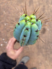 💎🌶️ Noid of the Moment — XL 14” Tip