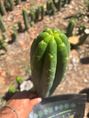 👑🌶️🌶️ Ogun — Fat 10” Tip
