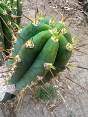 👑 KK242  — 12” Pup