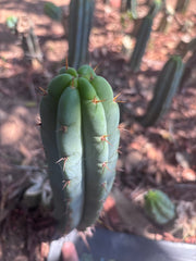 👑🌶️🌶️ Pala! — 11” Pup