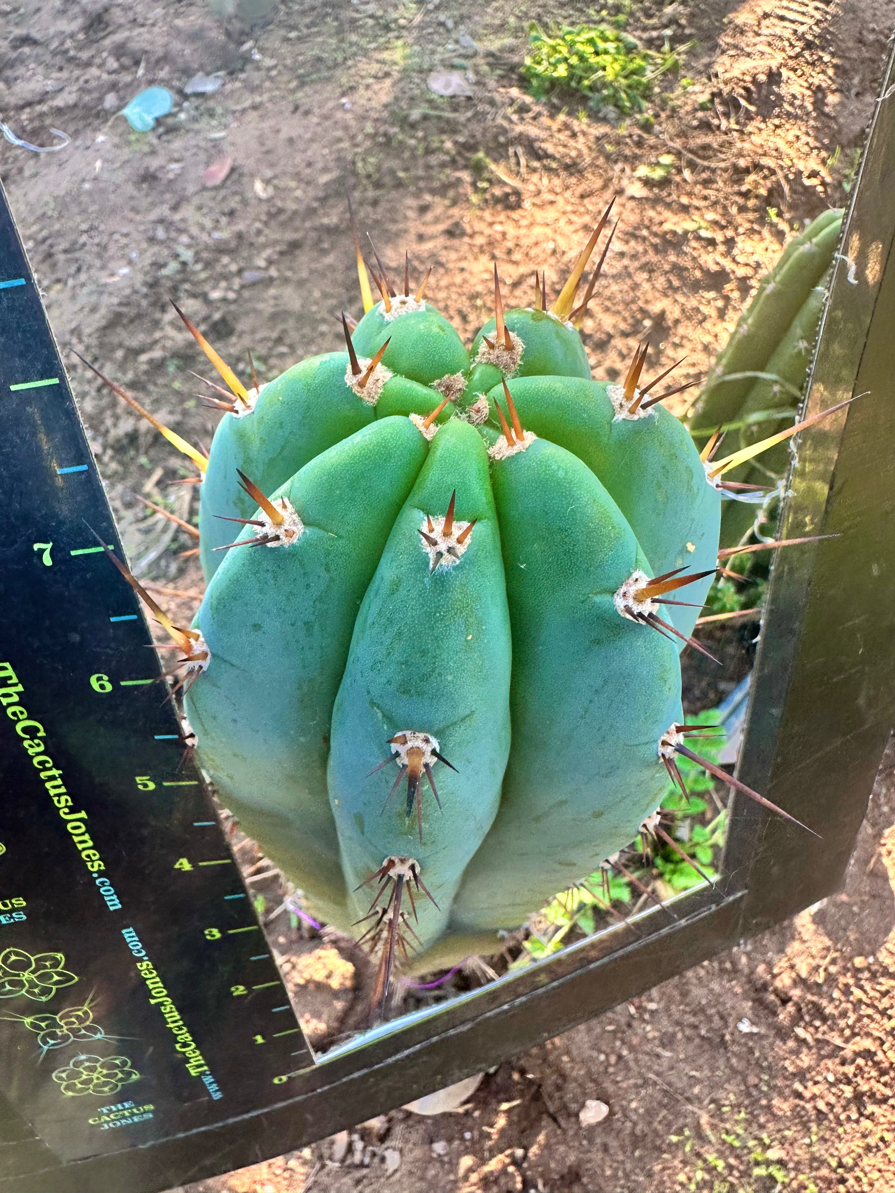 👑 Gorgeous PeruxPeru —  Fat 10” Tip