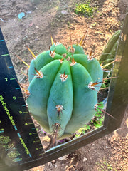 👑 Gorgeous PeruxPeru —  Fat 10” Tip