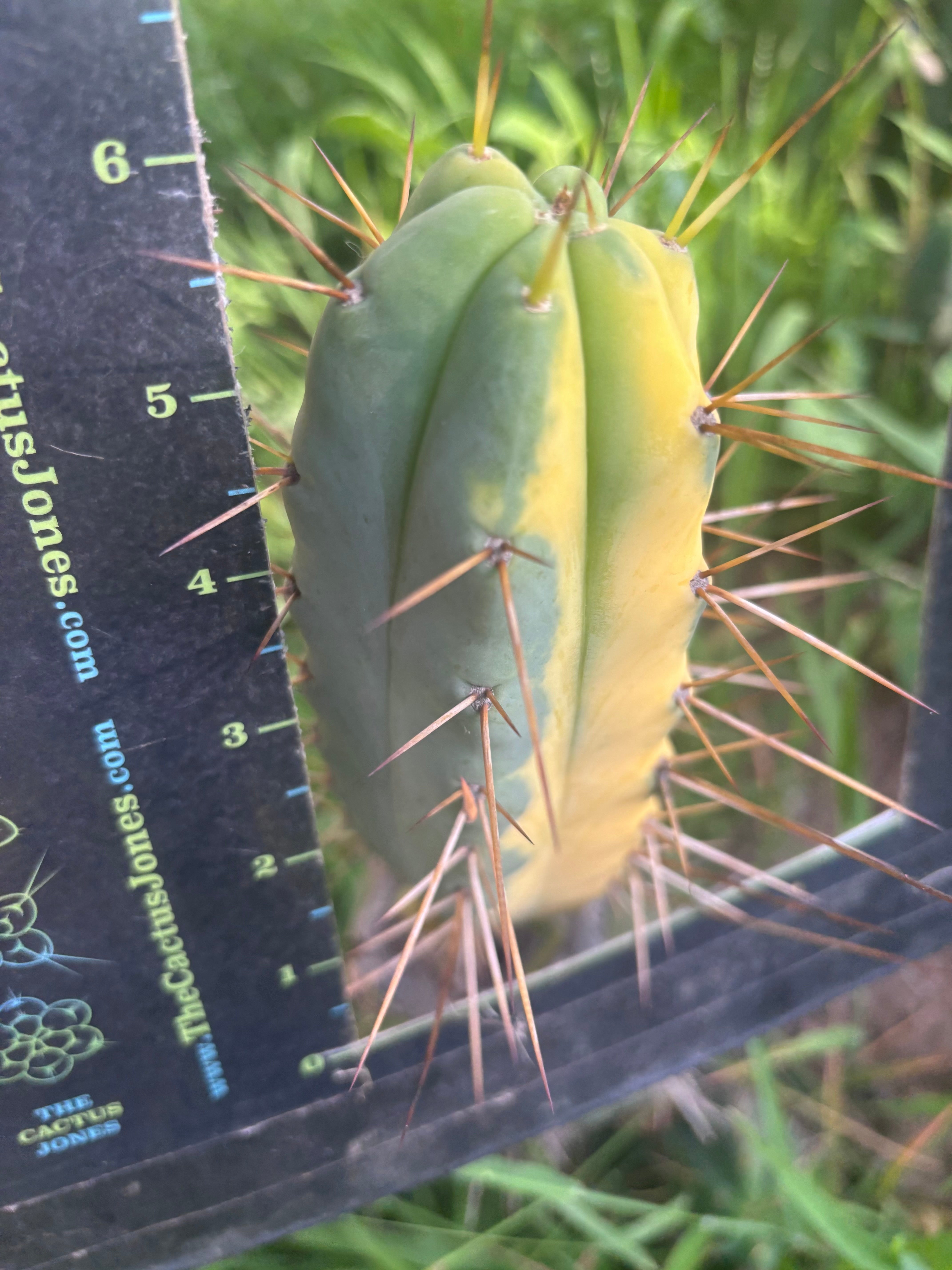 💎💎👑🌶️ MJC01  — 6” Tip