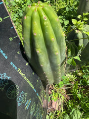 👑🌶️🌶️ Landfill — 9” Pup