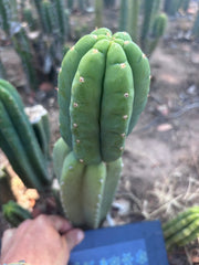 👑🌶️ DaFuq —  12” Tip