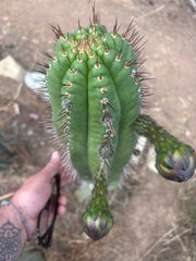 ❗️💎👑💎❗️BK08611.4 Clone A — Pupping Rooted Slab Graft