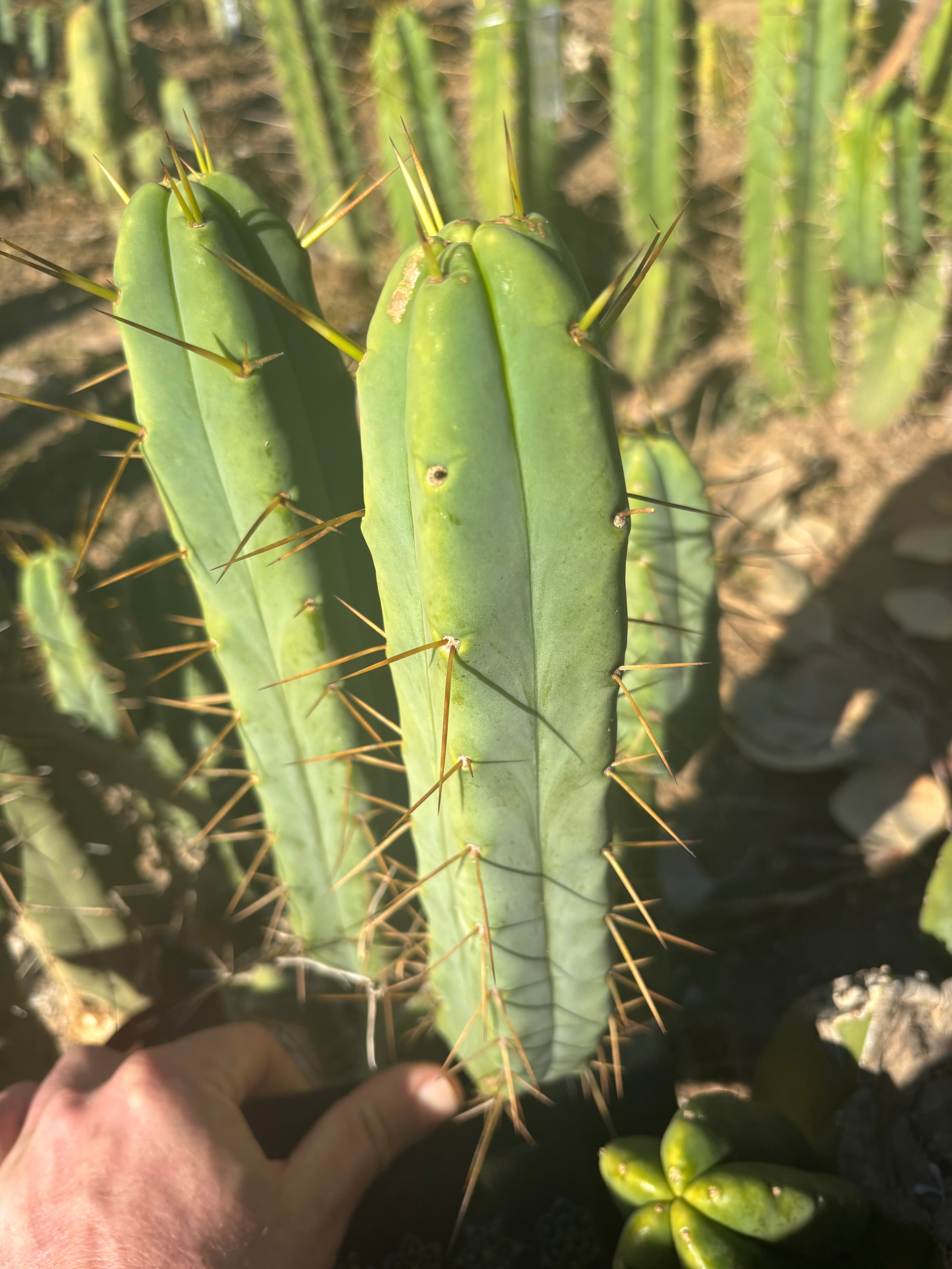 👑🌶️🌶️ Jiimz Twin Spine  — 11” Pup
