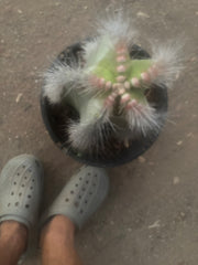 Custom Listing for Danny G (💎🦏 Woolly Rhino)