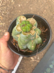 💎👑💎 Havran — Pup Graft on Rooted Shine01