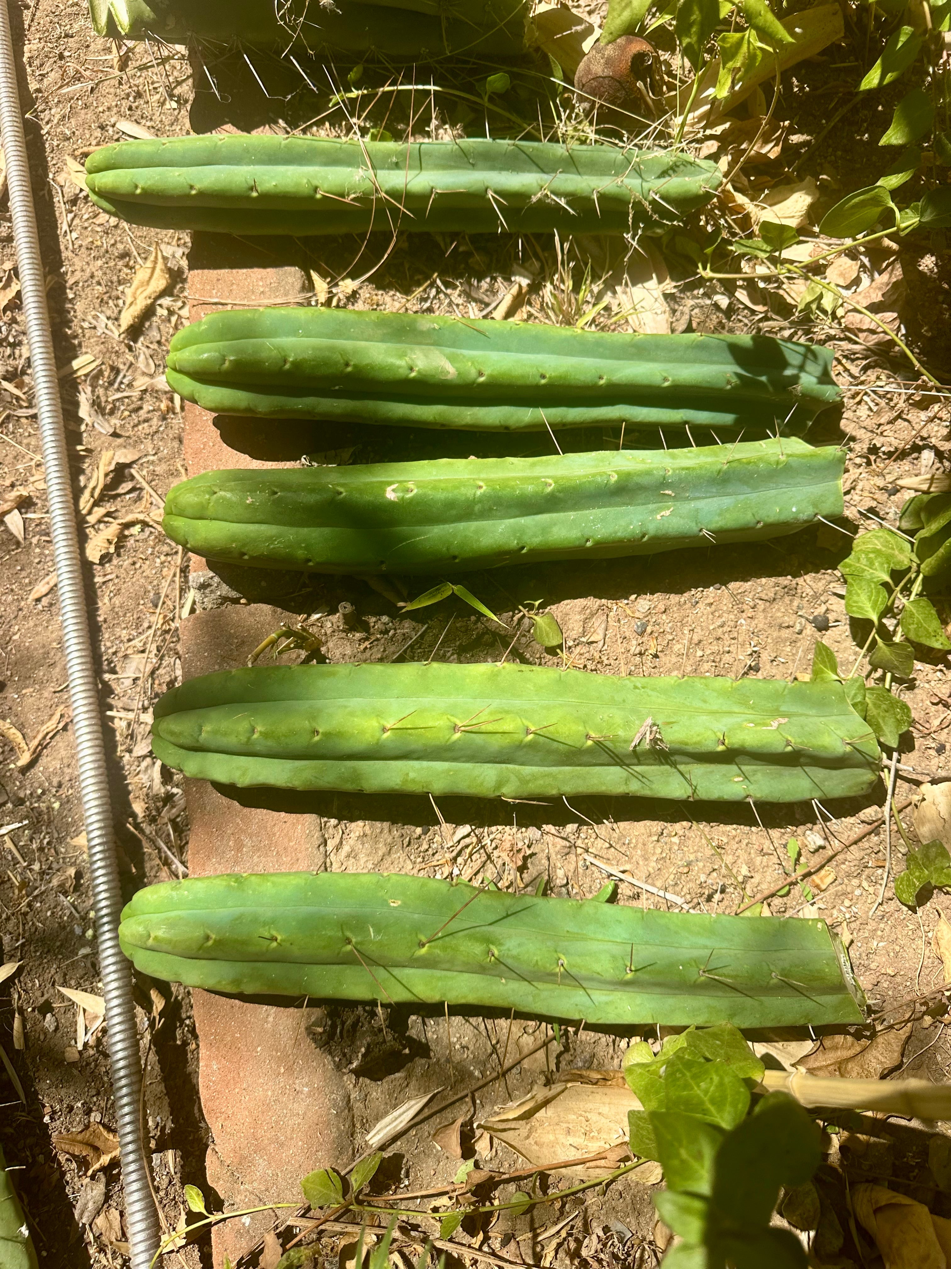 👑🌶️🌶️ Jiimz Twin  — XL 13” Tips (5)