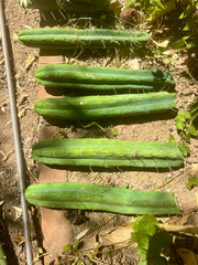 👑🌶️🌶️ Jiimz Twin  — XL 13” Tips (5)