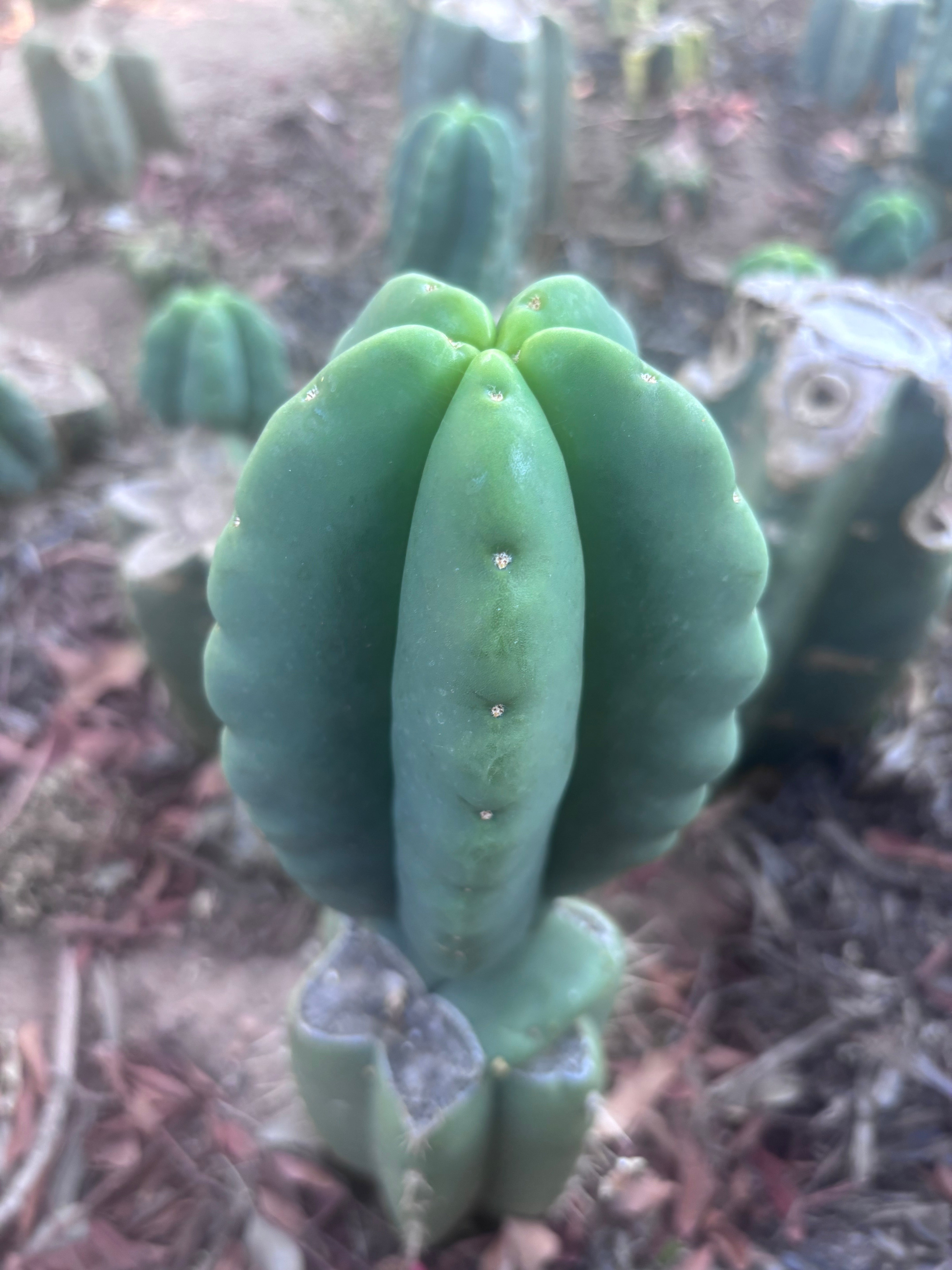 Custom Listing for Ron H