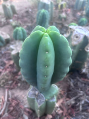 Custom Listing for Ron H