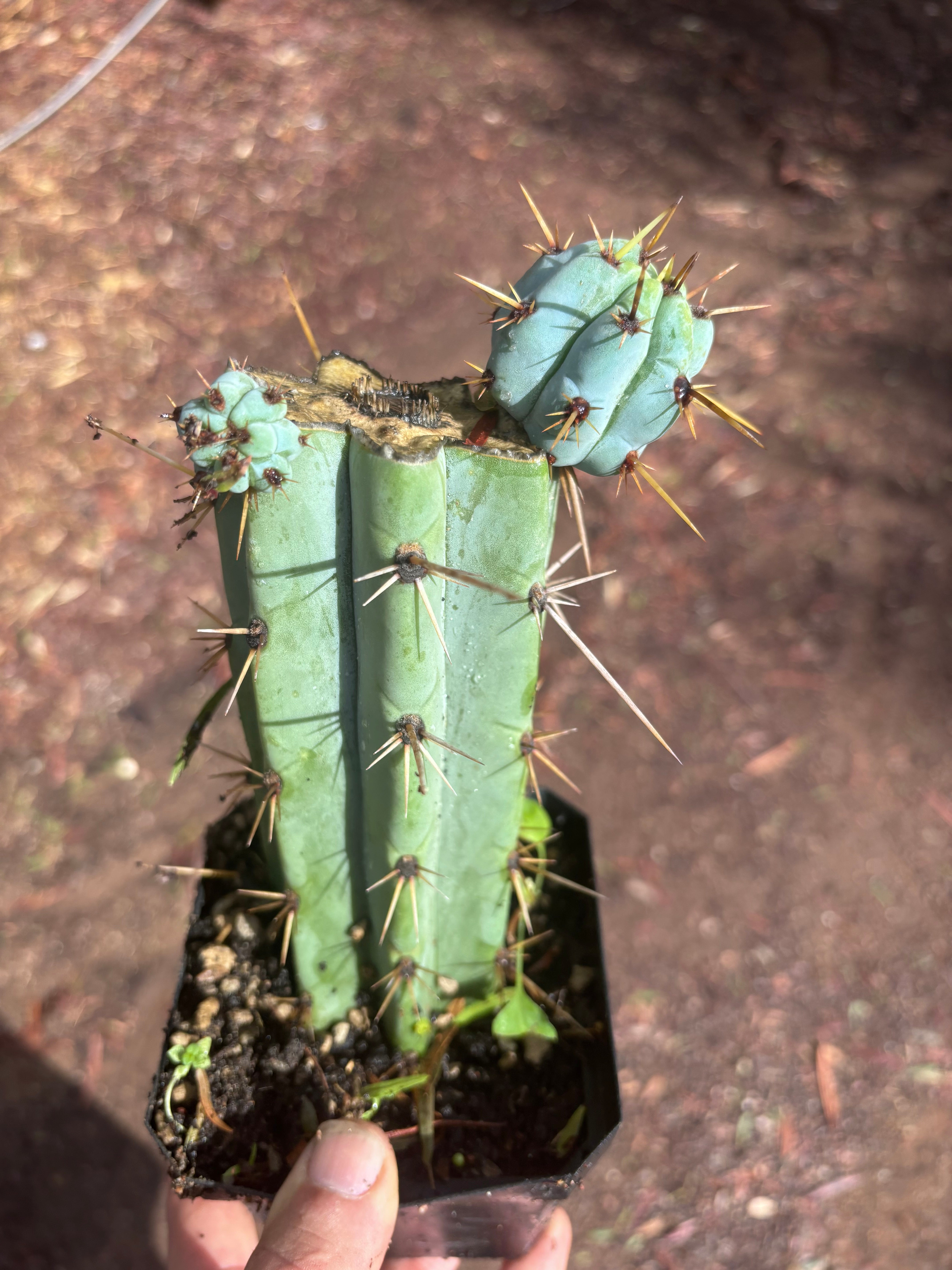 🌶️ Psycho0’ x OTB — Rooted Mid with Pups