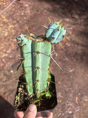 🌶️ Psycho0’ x OTB — Rooted Mid with Pups